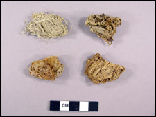 DNA Extracted From Ancient Chewing Tobacco